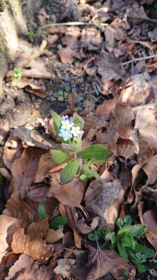 Myosotis stricta stiff upright growth blue flowers