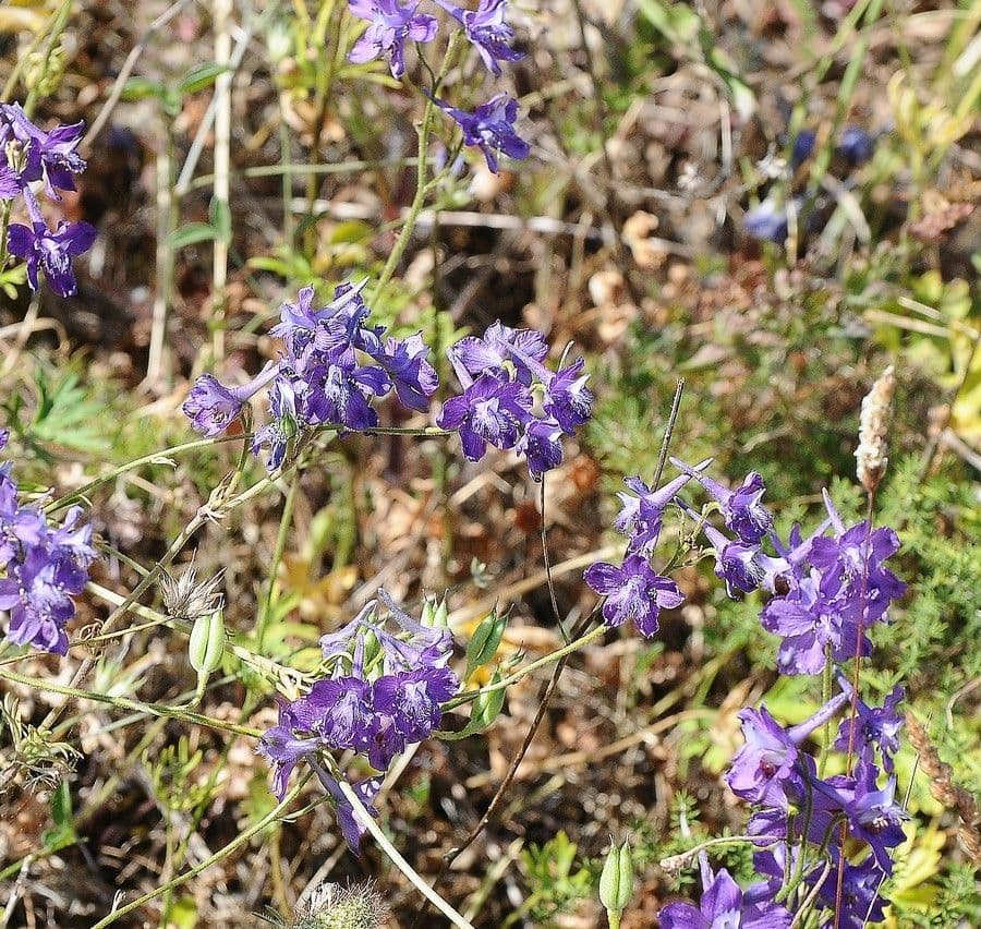 Fleurs Delphinium patens bleu intense