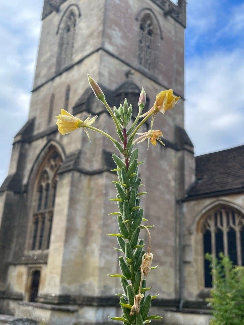 Oenothera biennis onagre avec fleurs jaunes en pleine floraison