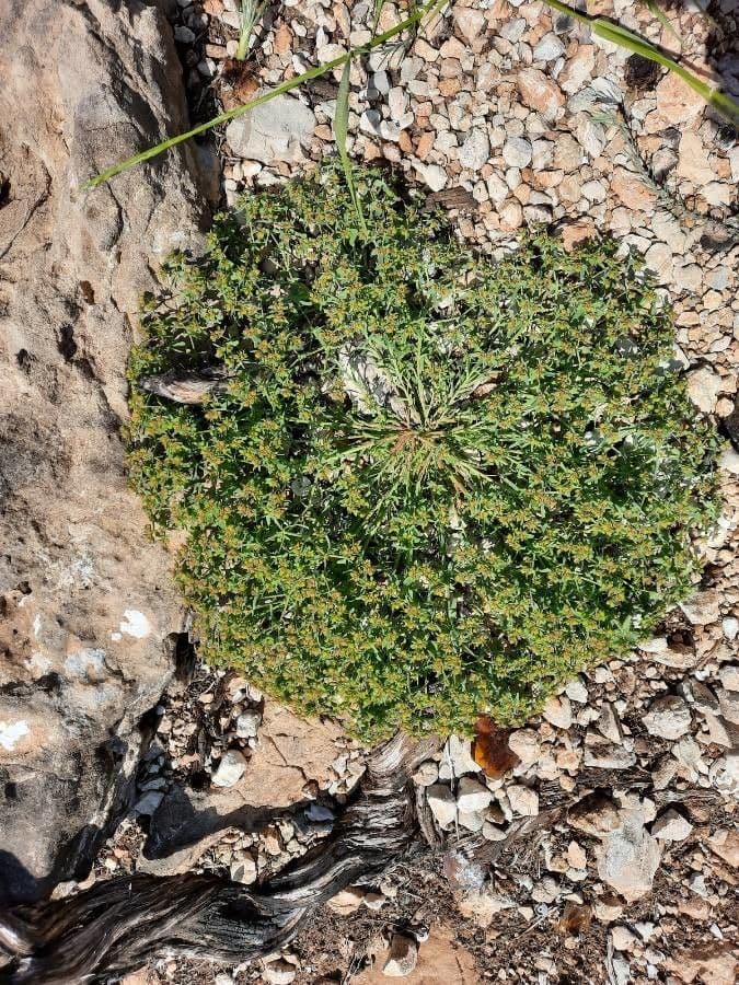 Ridged Spurge with characteristic grooved stems and bright yellow spring flowers