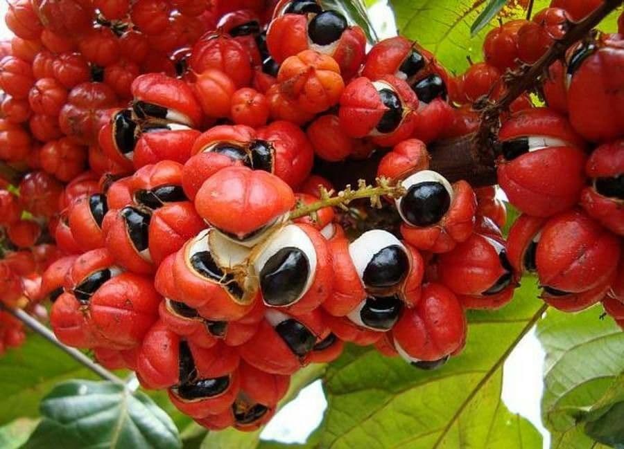 Guarana plant with green fruit clusters