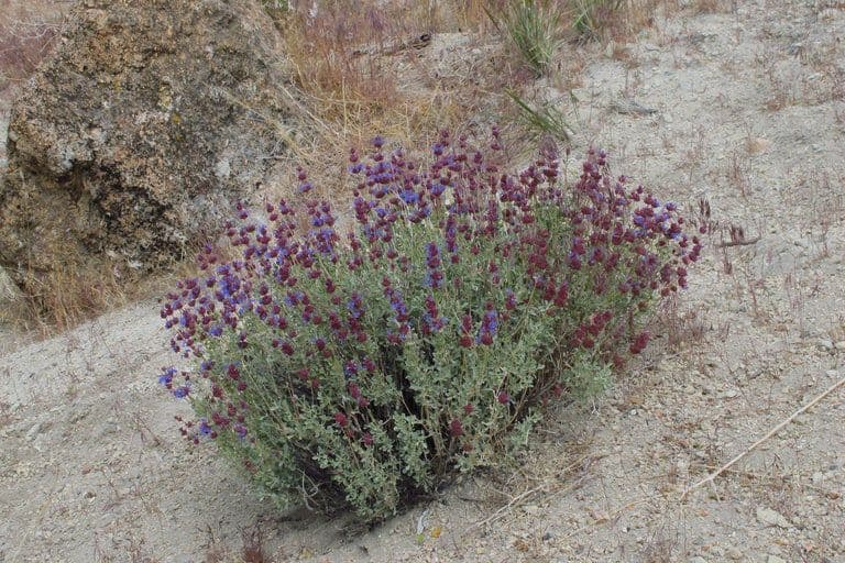 Purple sage bloeien in woestijn habitat