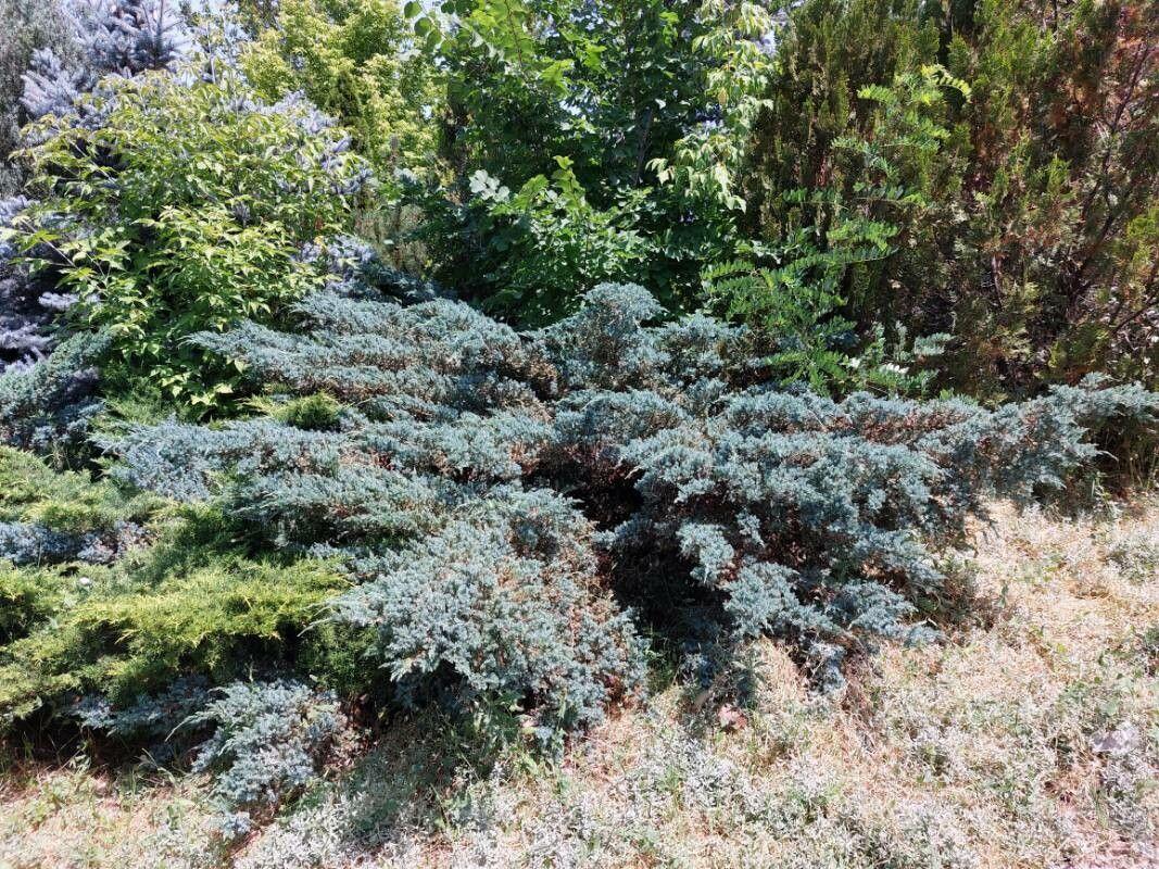 Genévrier écallieux en pleine croissance sur une pente ensoleillée