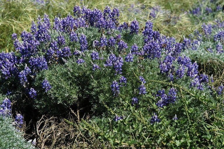 Chamisso struiklupine met paarse bloeiwijzen in natuurlijke habitat
