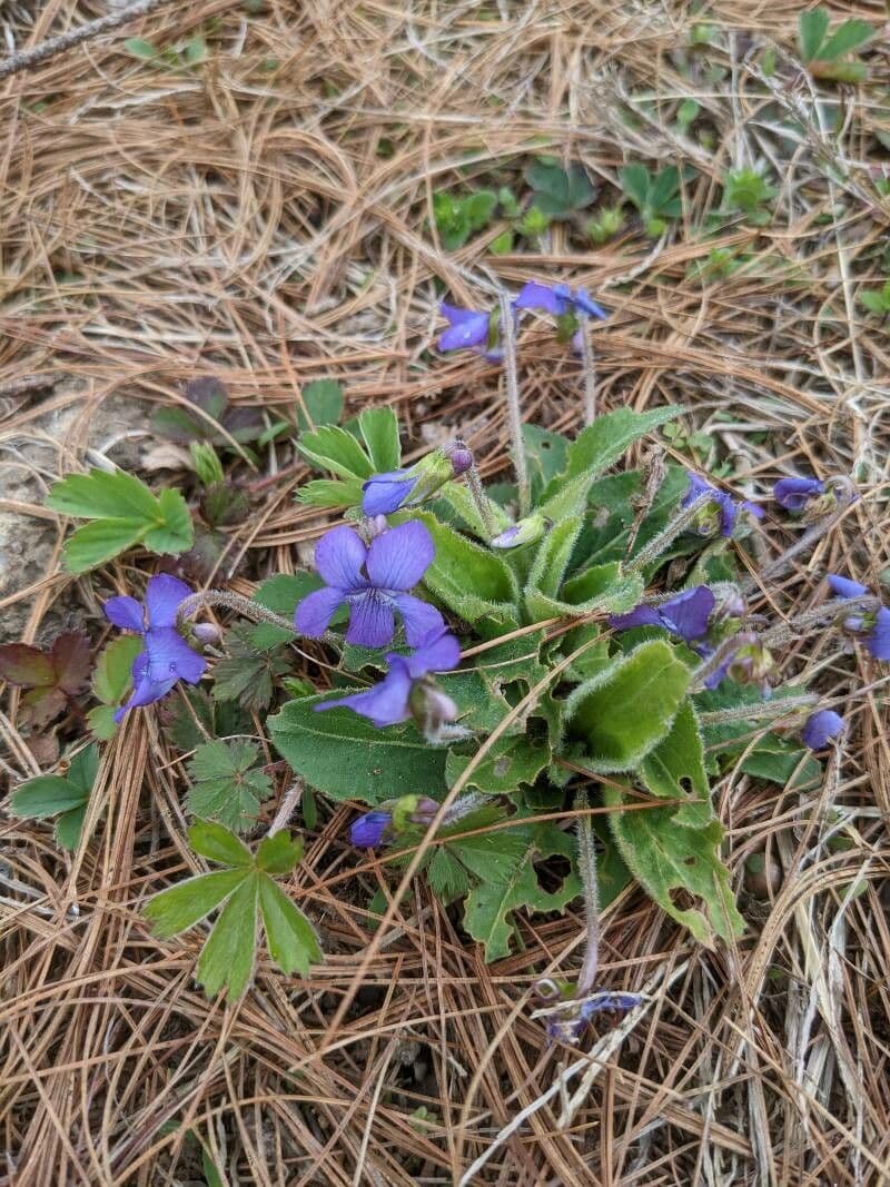 Deep purple flower of Viola sagittata with arrow-shaped leaves
