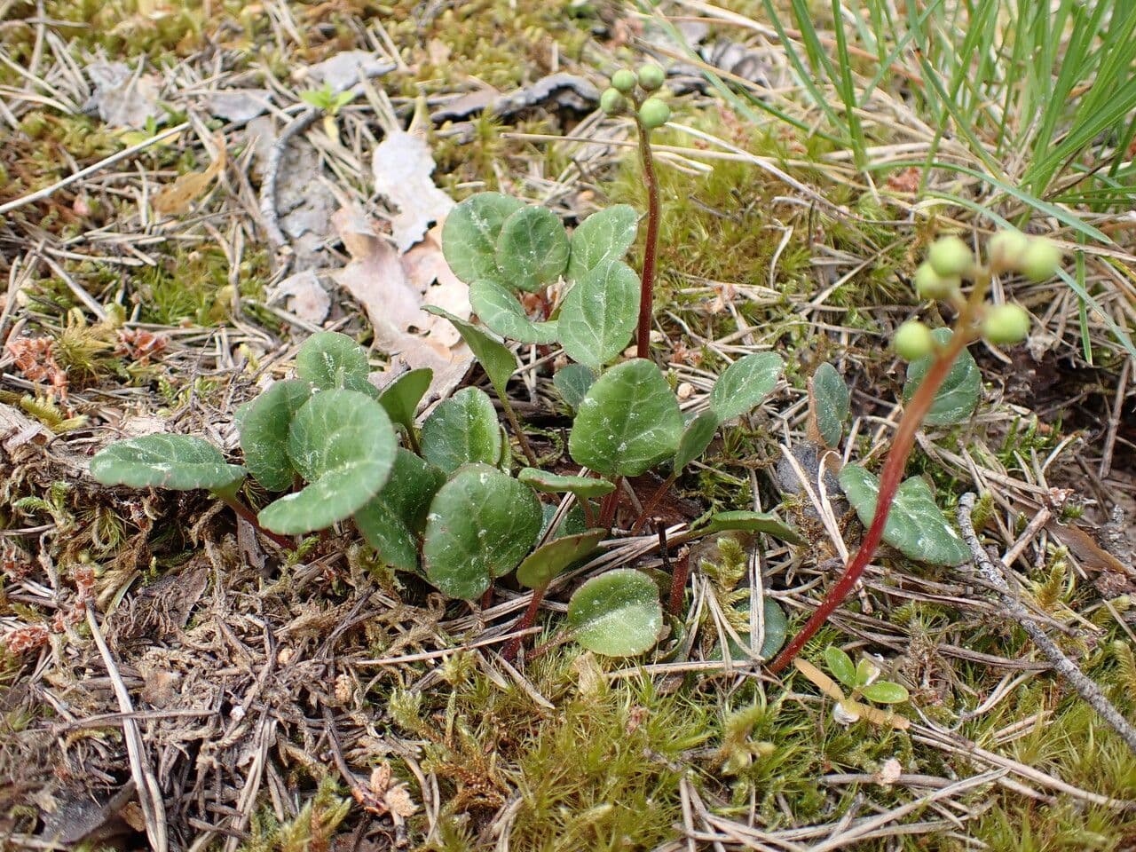 Green-flower wintergreen showing delicate green blooms and glossy leaves