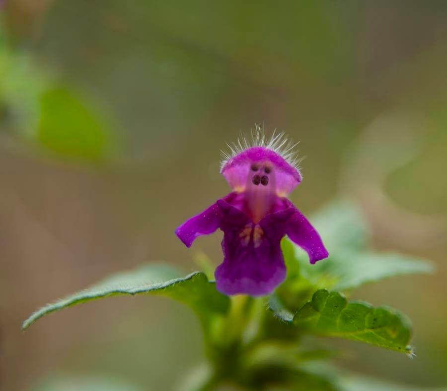 Flaum-Hohlzahn im Wiesenbereich mit weichen, behaarten Stängeln und lila-weißen Blüten