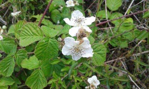 Acker-Brombeere (Rubus caesius) mit bläulichen Früchten in einer lichtschattigen Gartenecke