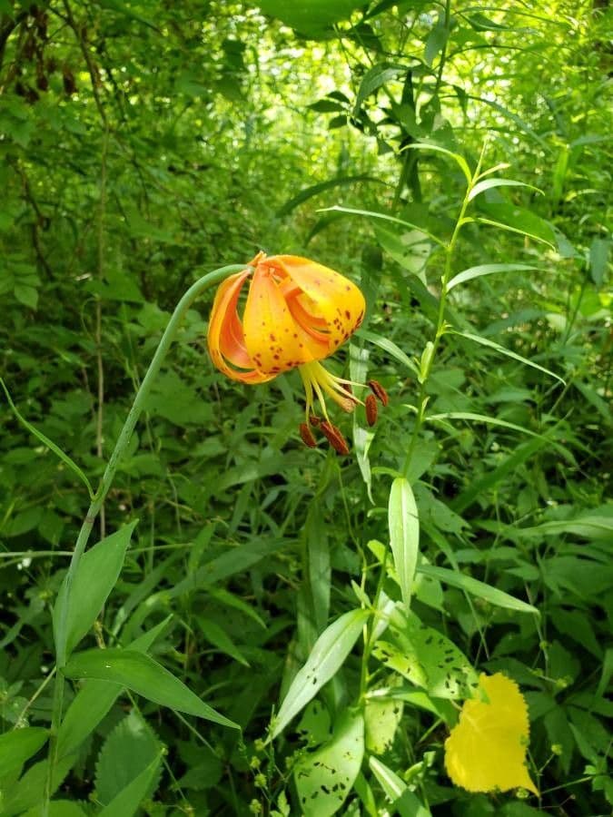 American Turk's-cap lily (Lilium superbum) with drooping orange flowers