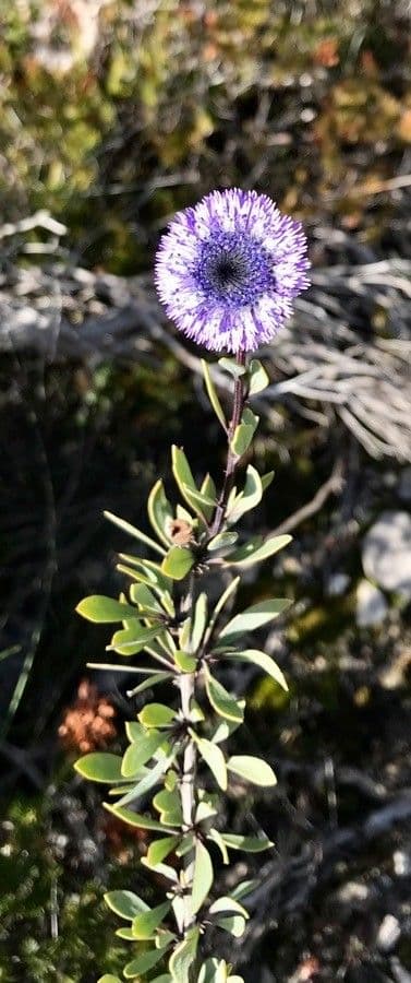 Globularia blauwe bolvormige bloem