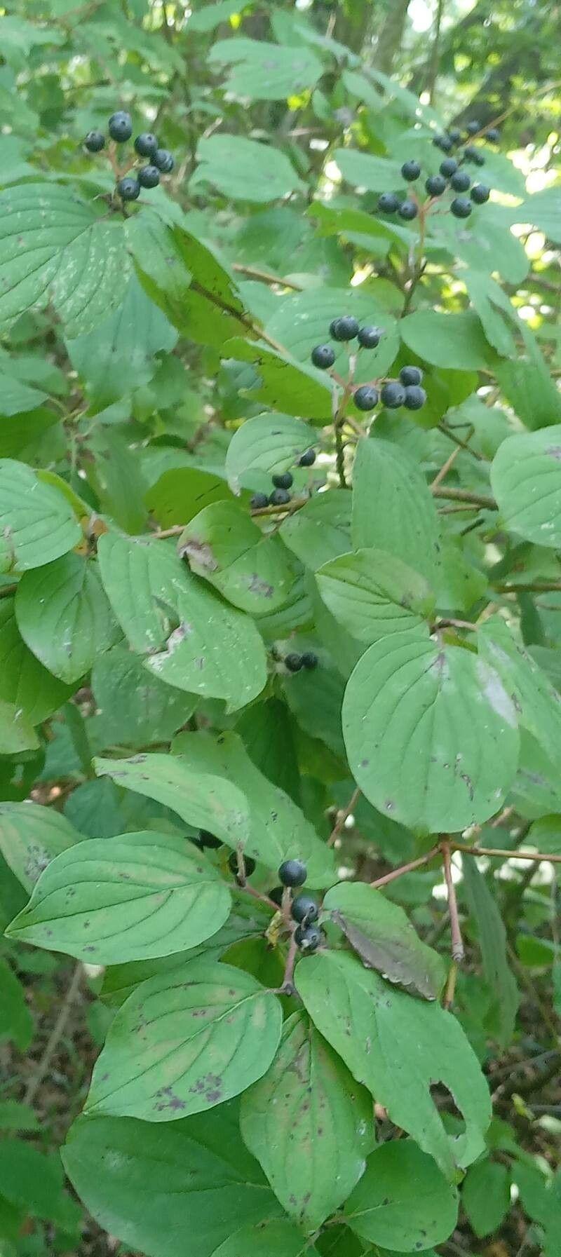 Roter Hartriegel mit weißen Blüten in einem halbschattigen Garten