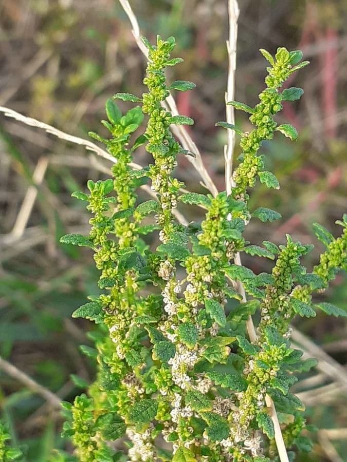 Liggende ganzenvoet plant in natuurlijke groeiwijze