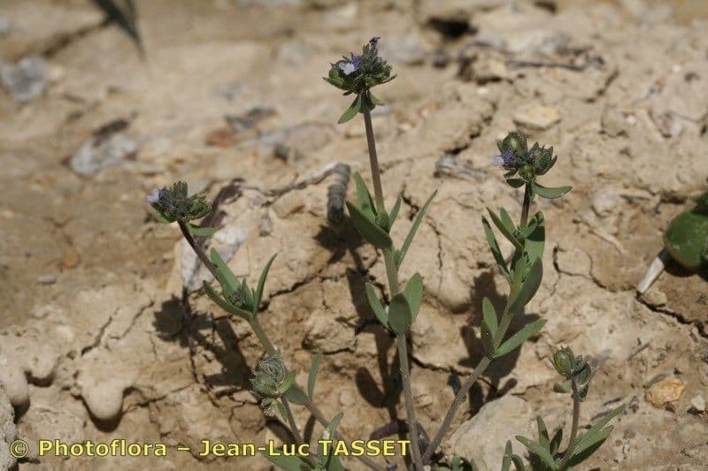 Fleurs de la linaire des champs