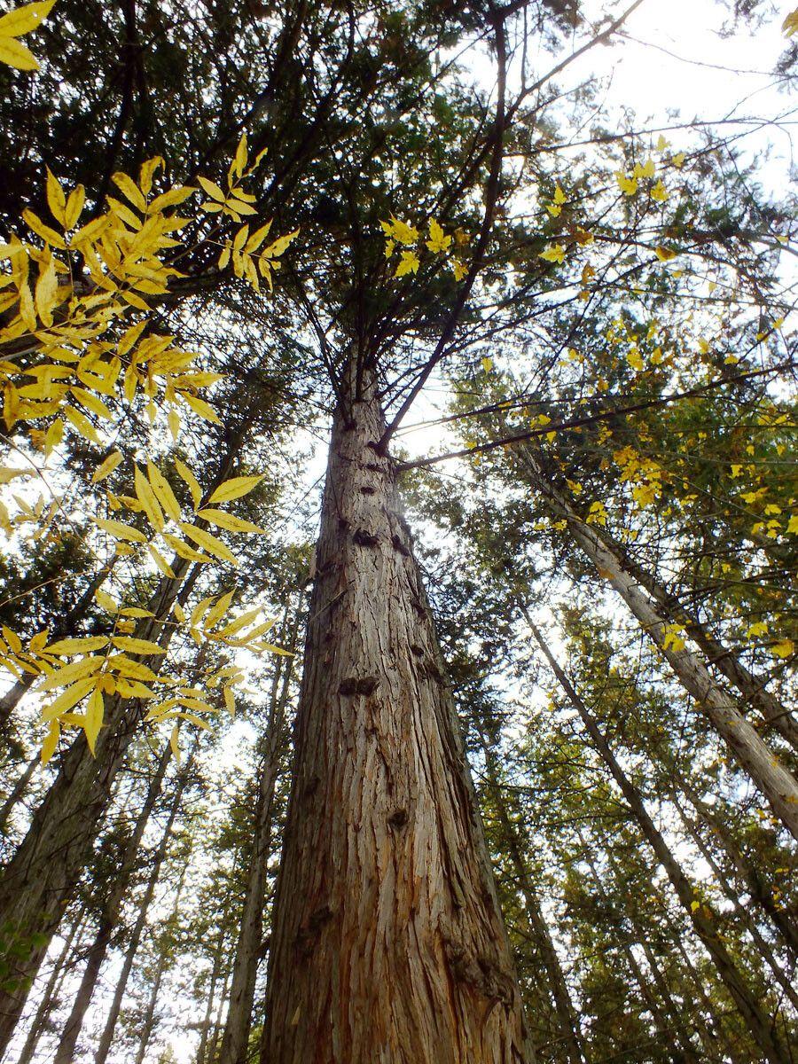 Riesen-Lebensbaum in voller Größe mit dichtem grünem Laub und faseriger Rinde