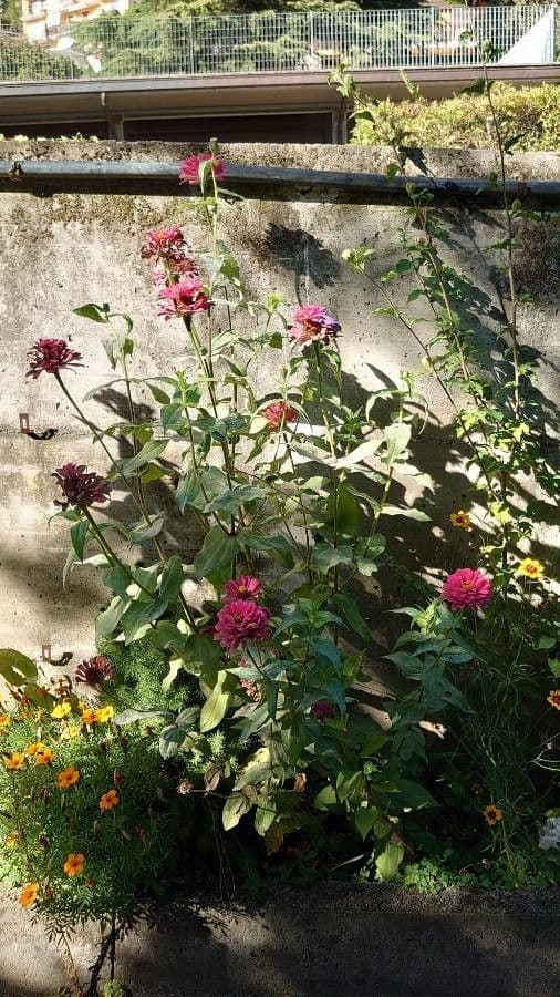 Colorful flower of Mexican Zinnia with narrow foliage