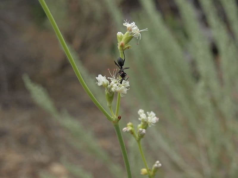 Eriogonum elatum mit hohen weissen Bluetendolden ueber einer niedrigen Blattrosette auf trockenem Felsboden