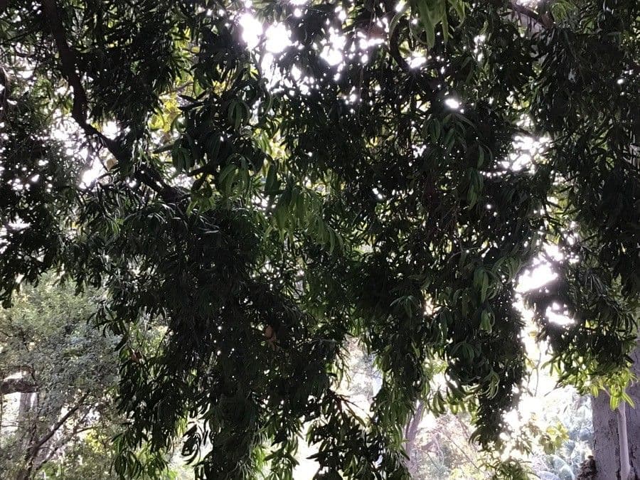 Arbre Podocarpus neriifolius avec feuillage en aiguilles dense et vert