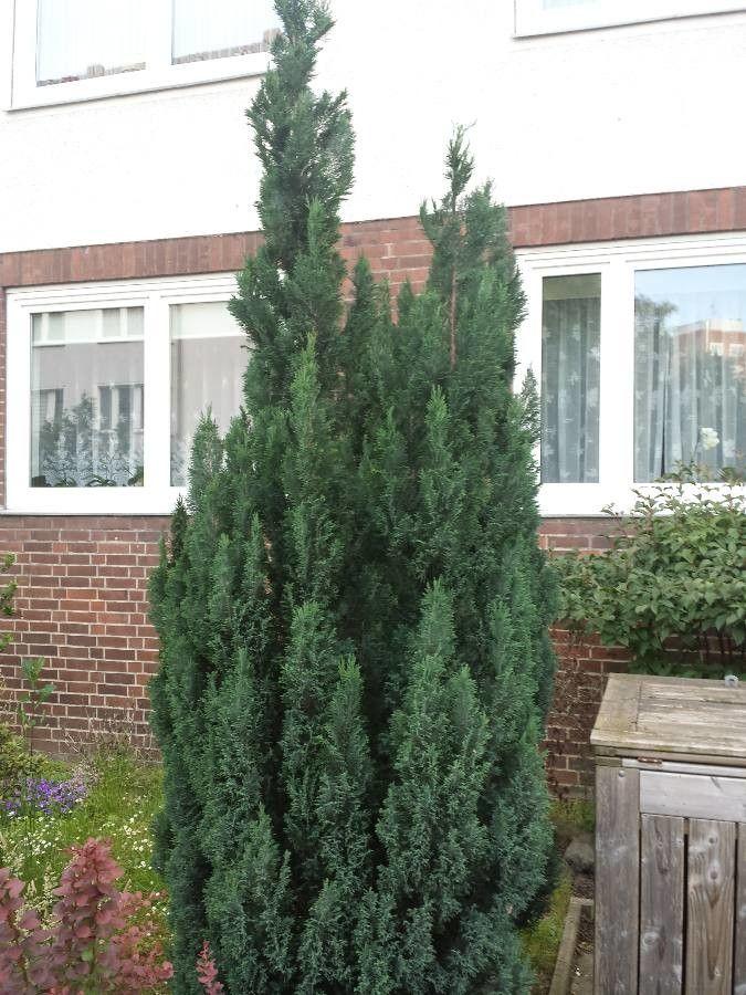 Zwei Reihen Italienischer Zypressen in der Toskana, die einen Eingangsbereich rahmen und mediterrane Eleganz ausstrahlen