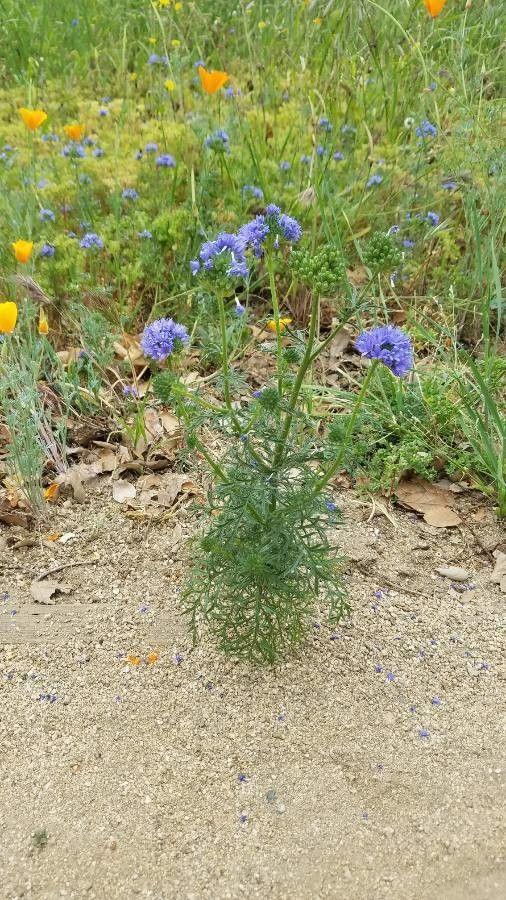 Nadelkissen-Gilie in voller Blüte auf einem trockenen, sonnigen Beet