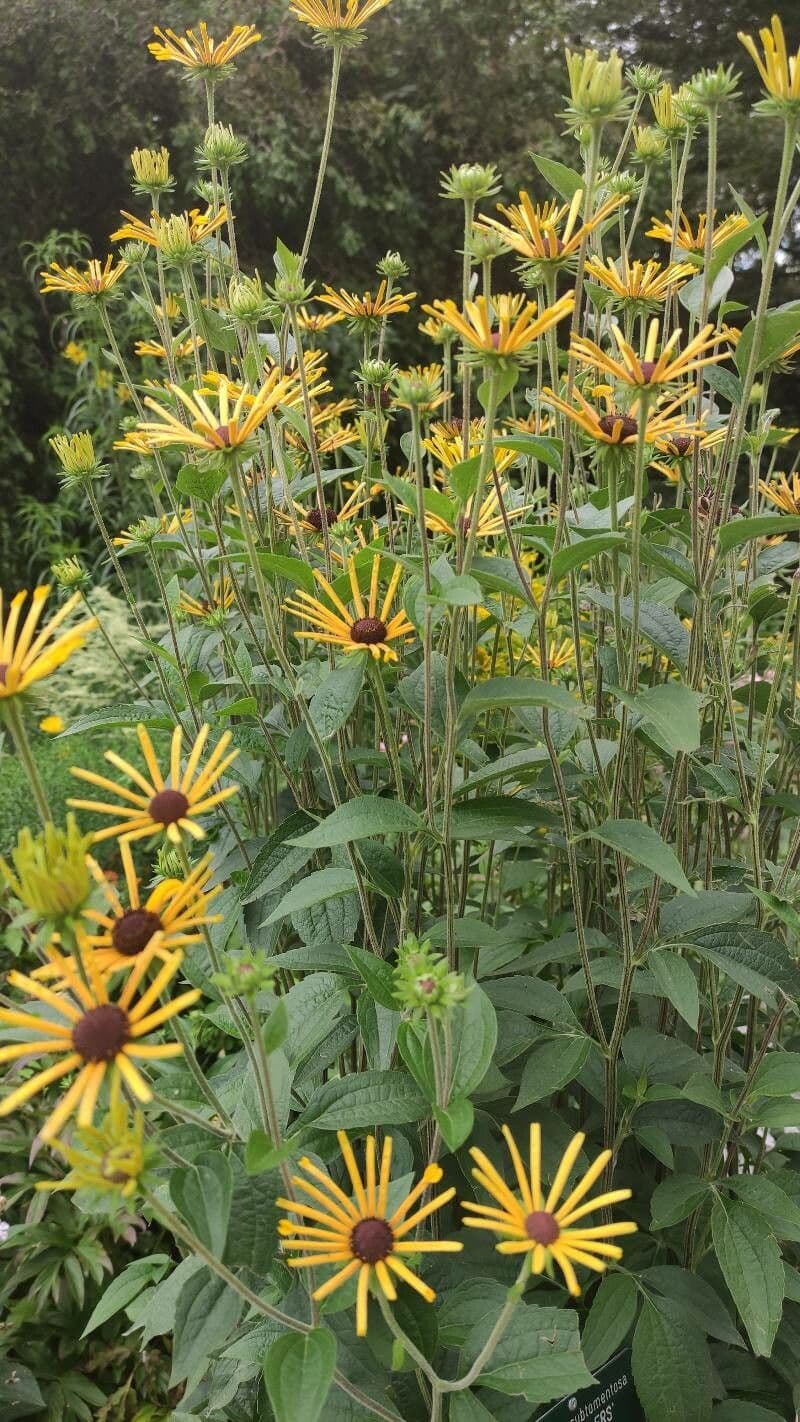 Rudbeckia subtomentosa met gele bloemen en donkere schijf