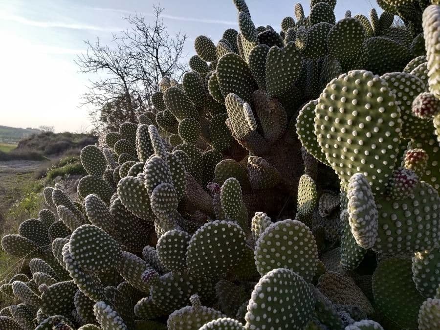 Opuntia microdasys with characteristic golden glochids on flat oval segments