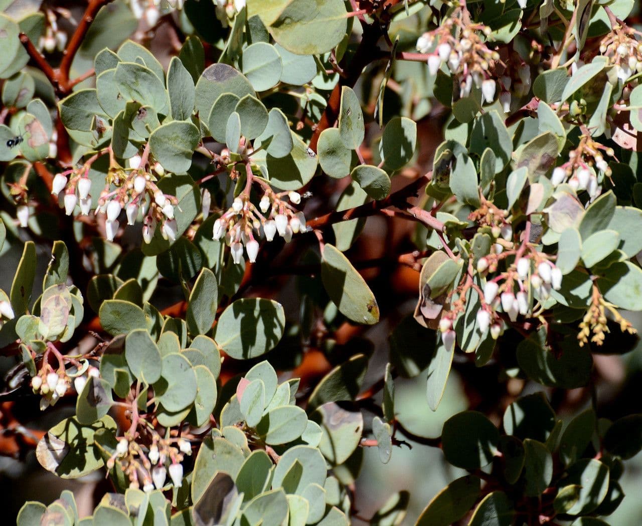 Arctostaphylos glauca avec son ecorce acajou lisse et son feuillage glauque vert-bleu dans le chaparral californien