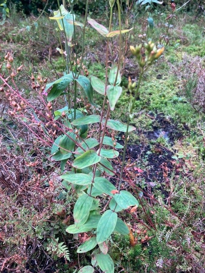 Pale St. John's-wort with slender stems, pale yellow flowers, and fine grey-green foliage in a rocky setting