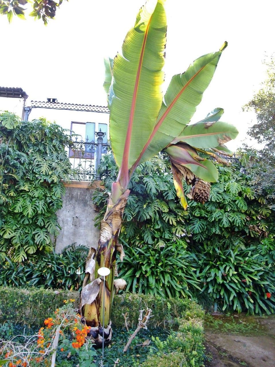 Ensete ventricosum plant met grote groene bladeren karakteristiek voor de Abyssijnse banaan