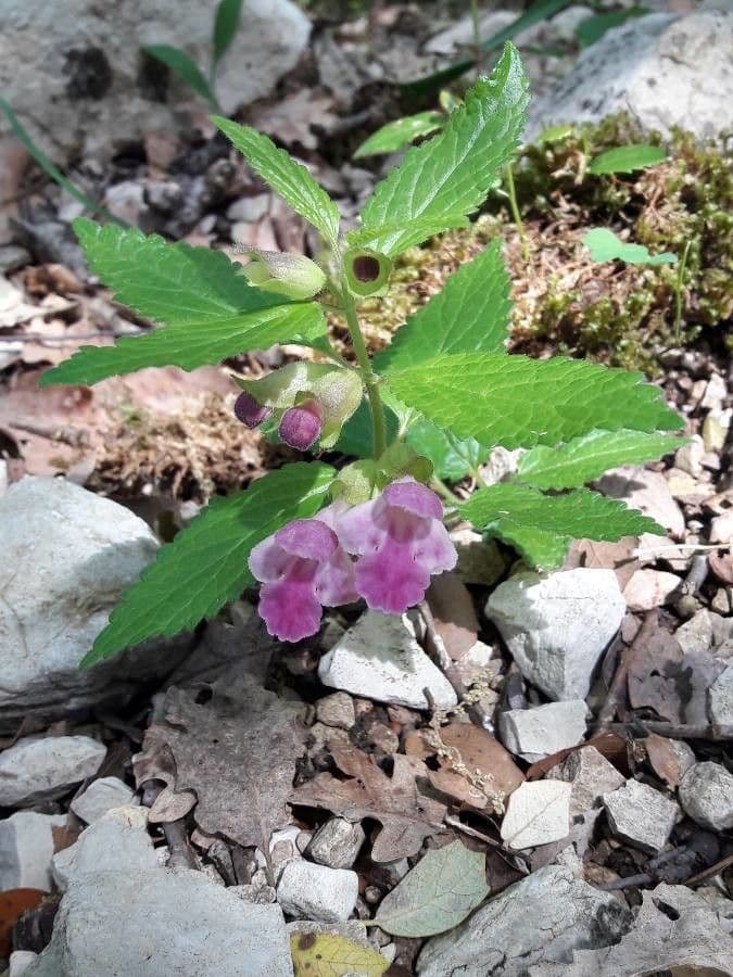 Bastard Balm (Melittis melissophyllum) in bloom with white and purple bicoloured flowers in natural woodland edge
