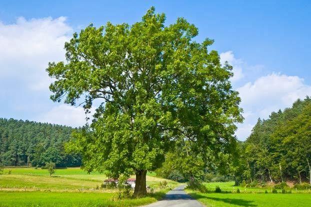 Eine ausgewachsene Gewöhnliche Esche im Frühling mit braunen Blüten und ausladender Krone auf einer Waldlichtung.