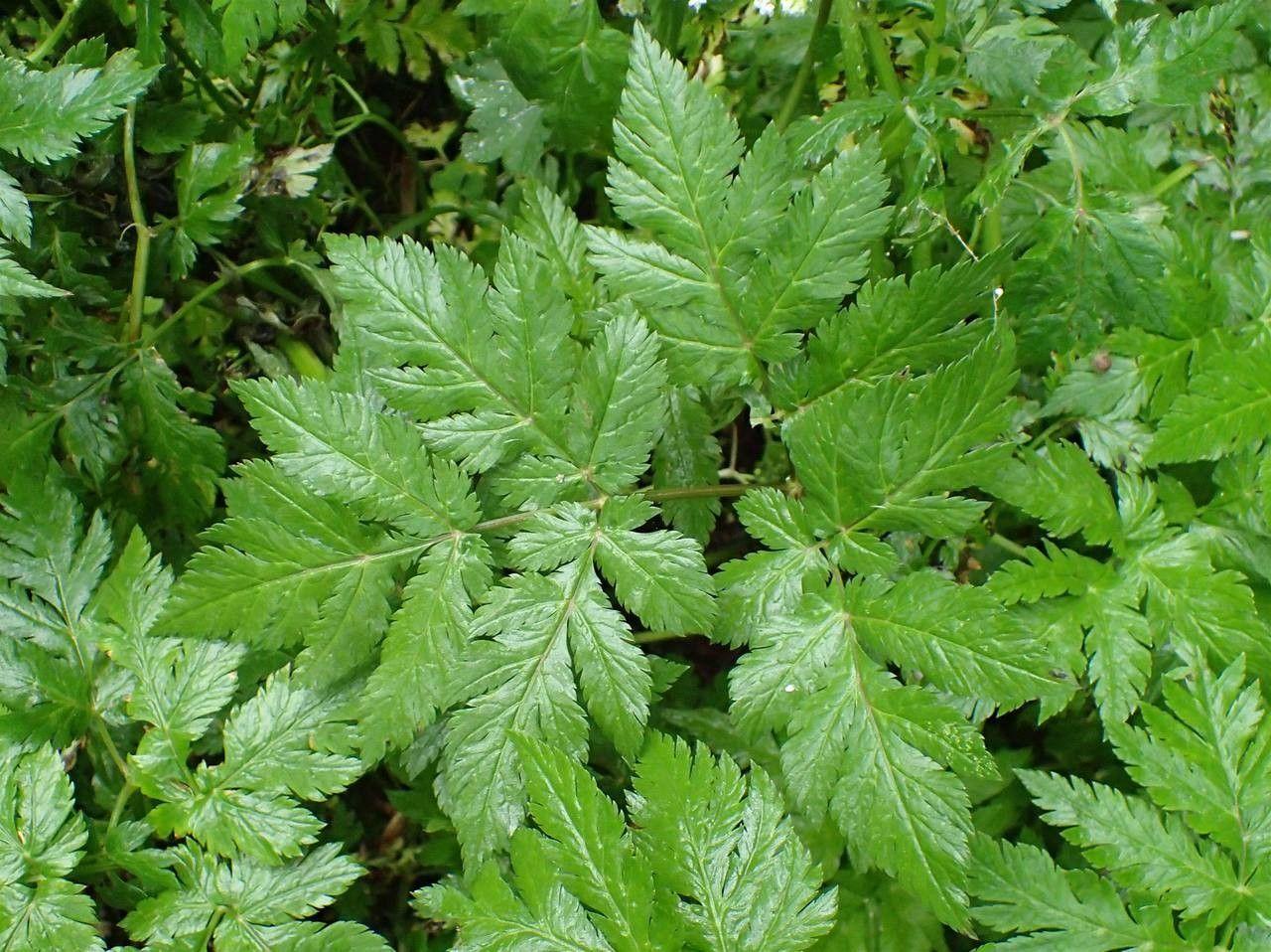 Hairy chervil in full bloom on a sunny spot in a wildflower garden