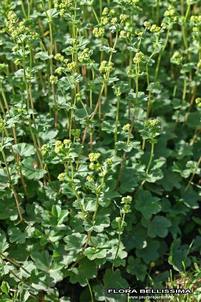 Silky lady's mantle with silvery leaves and yellow flower sprays in a partially shaded garden border