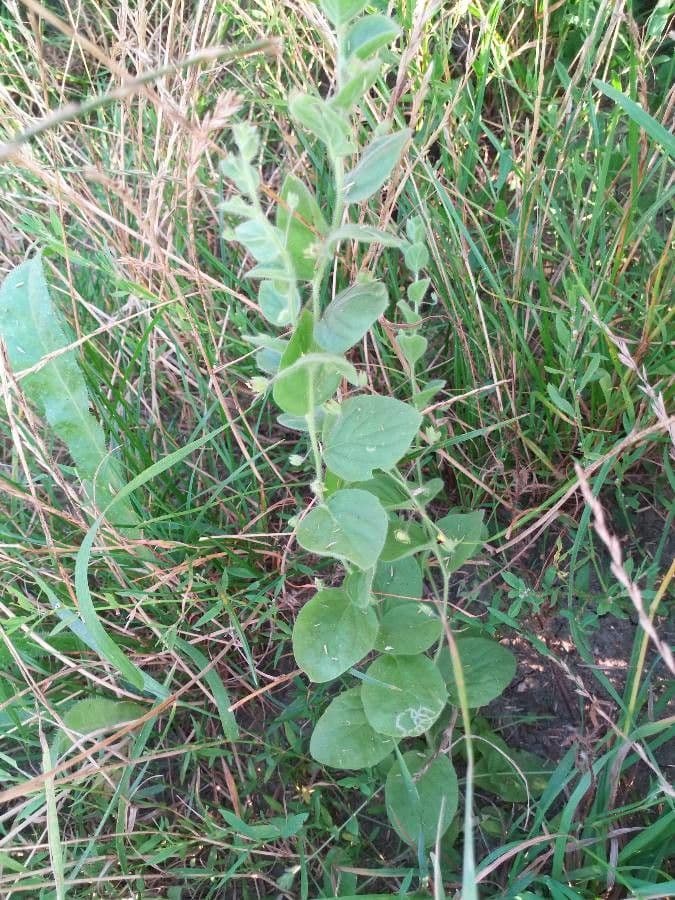 Kickxia spuria with small white and violet-spotted flowers