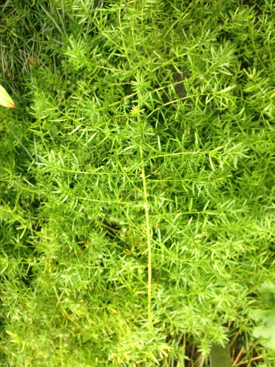Asparagus densiflorus asperge retombante avec croissance dense et retombante