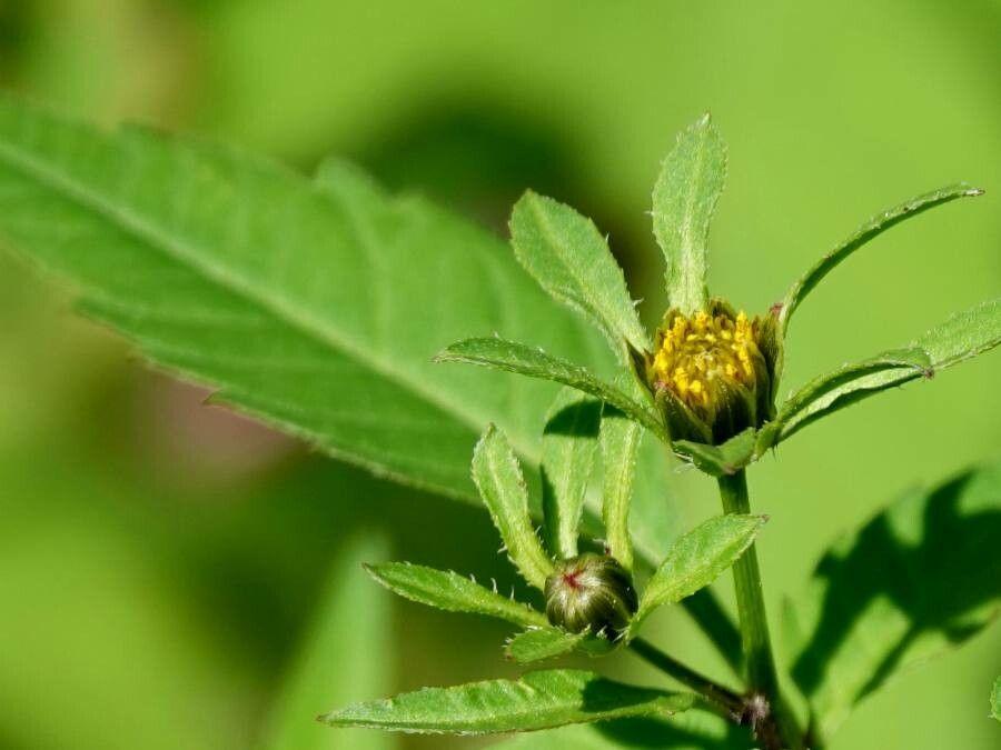 Bidens frondosa en fleurs jaunes dans un jardin ensoleillé