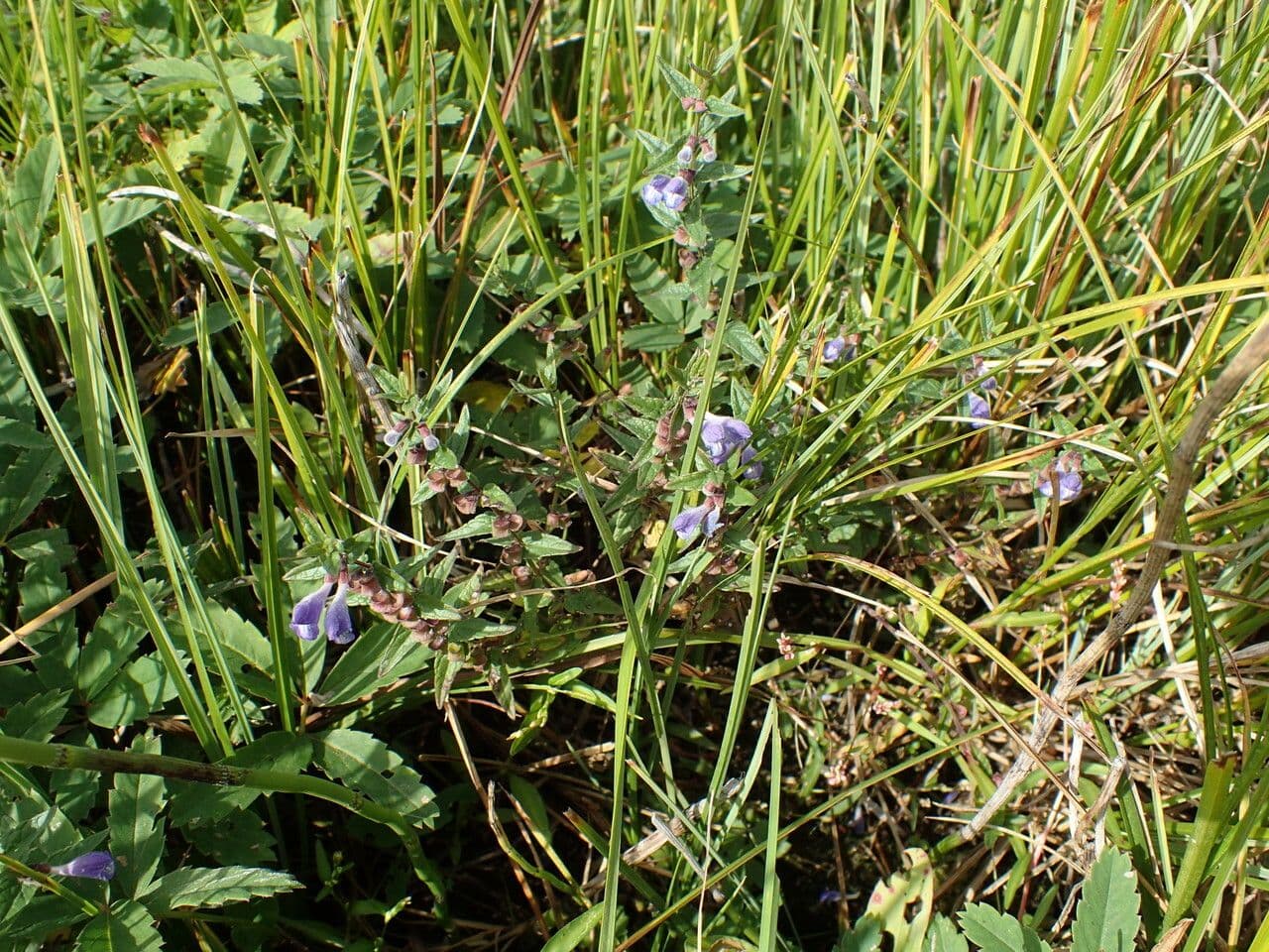 Marsh skullcap (Scutellaria galericulata) in wetland garden setting with blue flowers
