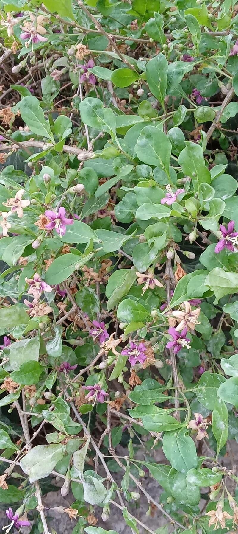 Chinese boxthorn plant displaying purple flowers and red berries
