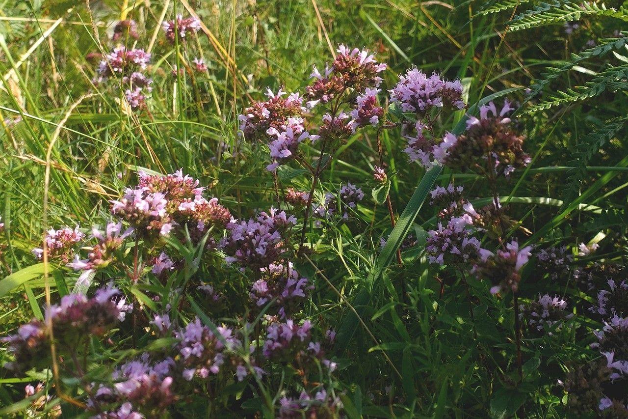 Gewöhnlicher Dost in voller Blüte mit lila Blüten in einem sonnigen Gartenbeet