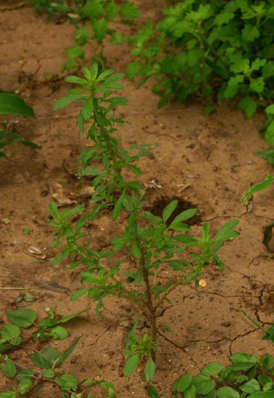 Amaranthus thunbergii plante en fleurs avec des épis floraux caractéristiquement retombants