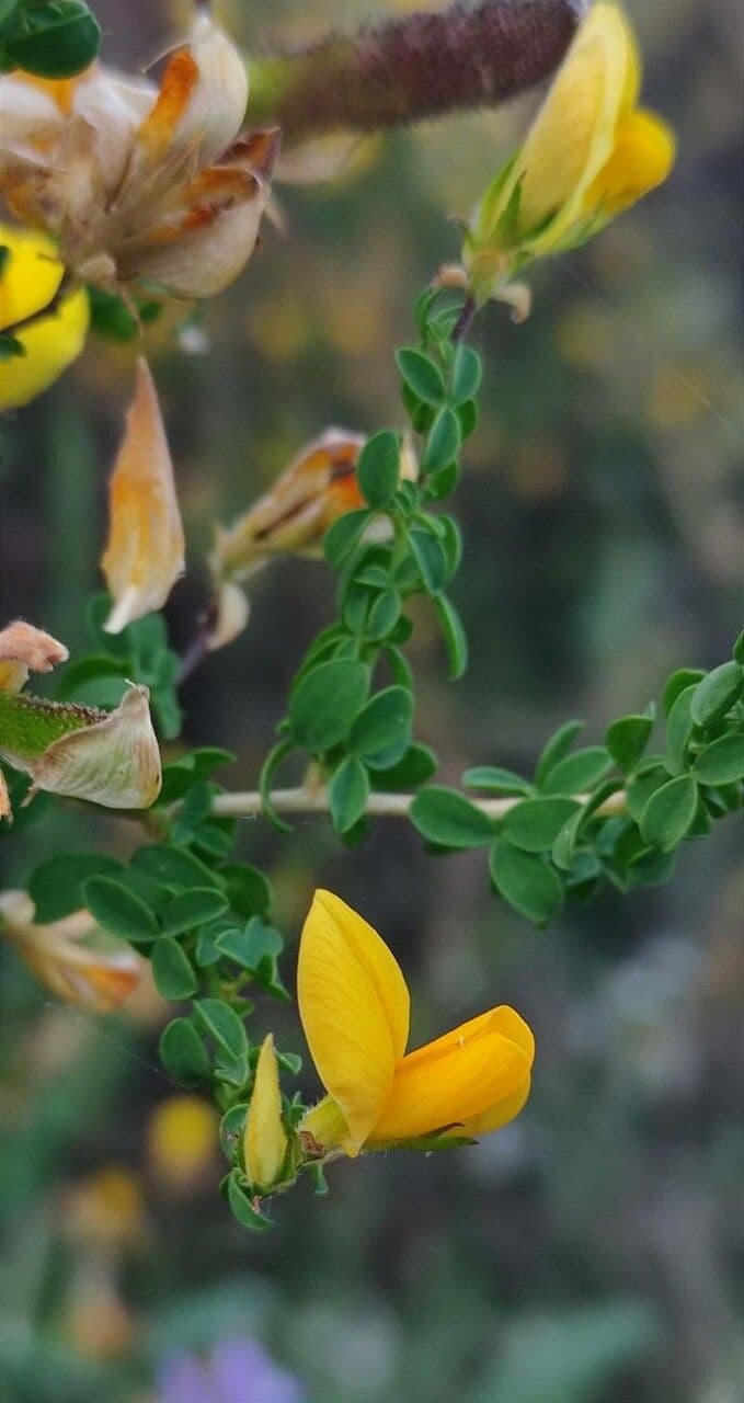 Adenocarpus telonensis mit leuchtend gelben Schmetterlingsbluten vor trockener Mittelmeervegetation