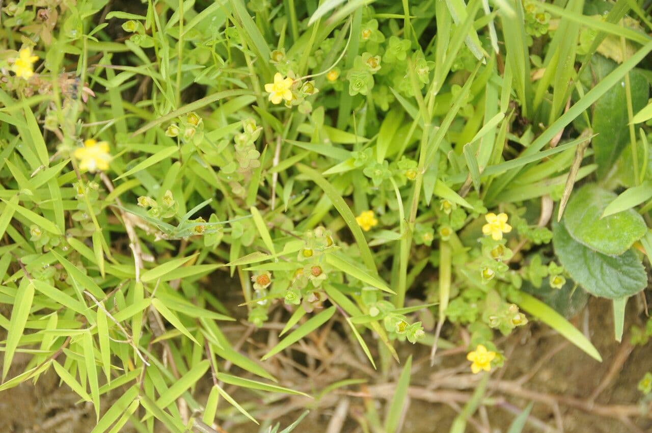 Petit Hypericum japonicum rampant aux minuscules fleurs jaunes sur sol humide