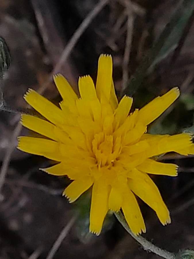Yellow flowers of spotted hawkweed (Hieracium pictum) on a rocky substrate