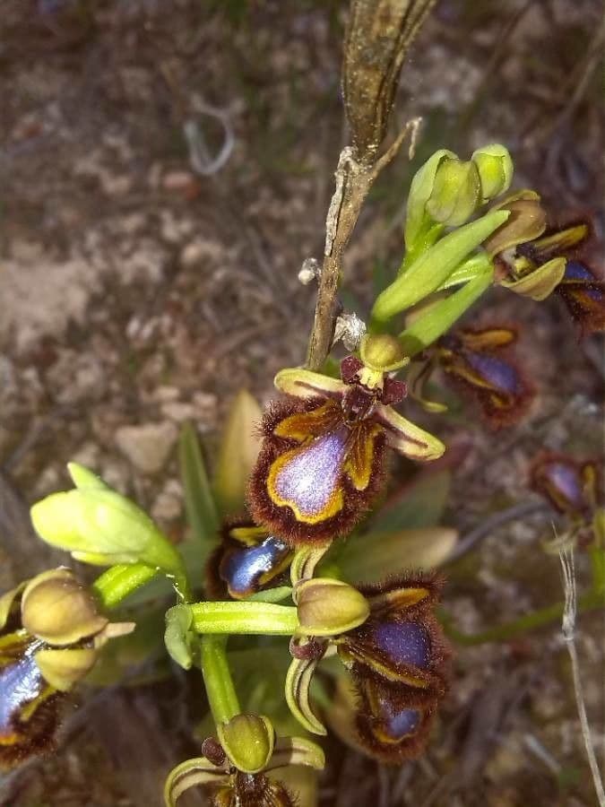 Mirror orchid flower with characteristic mirrored markings