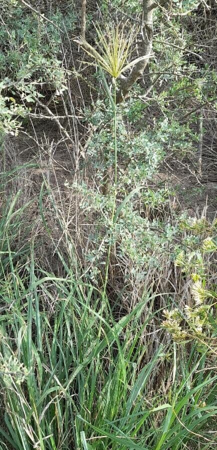 Chloris gayana - zierliche Gras-Aehrchen mit goldenem-braunem Schimmer
