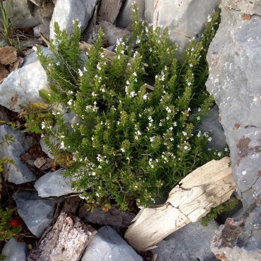 Winterbonenkruid met paarse en witte bloemen