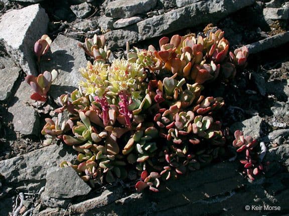 Sedum oregonense mit creme-farbenen Blattern und gelben Bluten in Bergumgebung