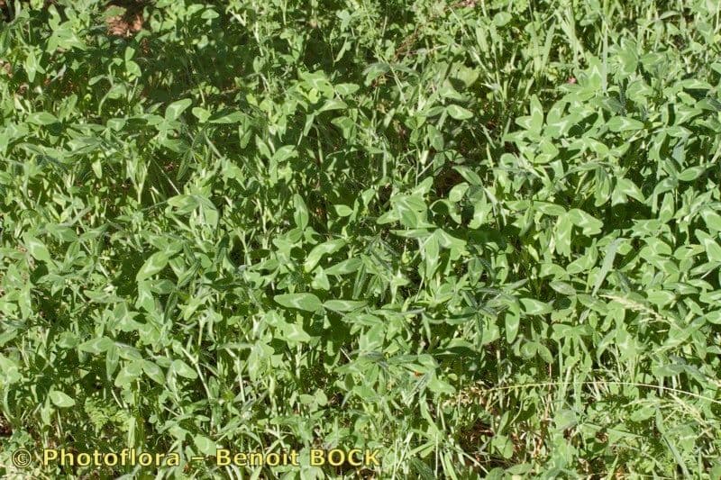 Diffuse clover flowers