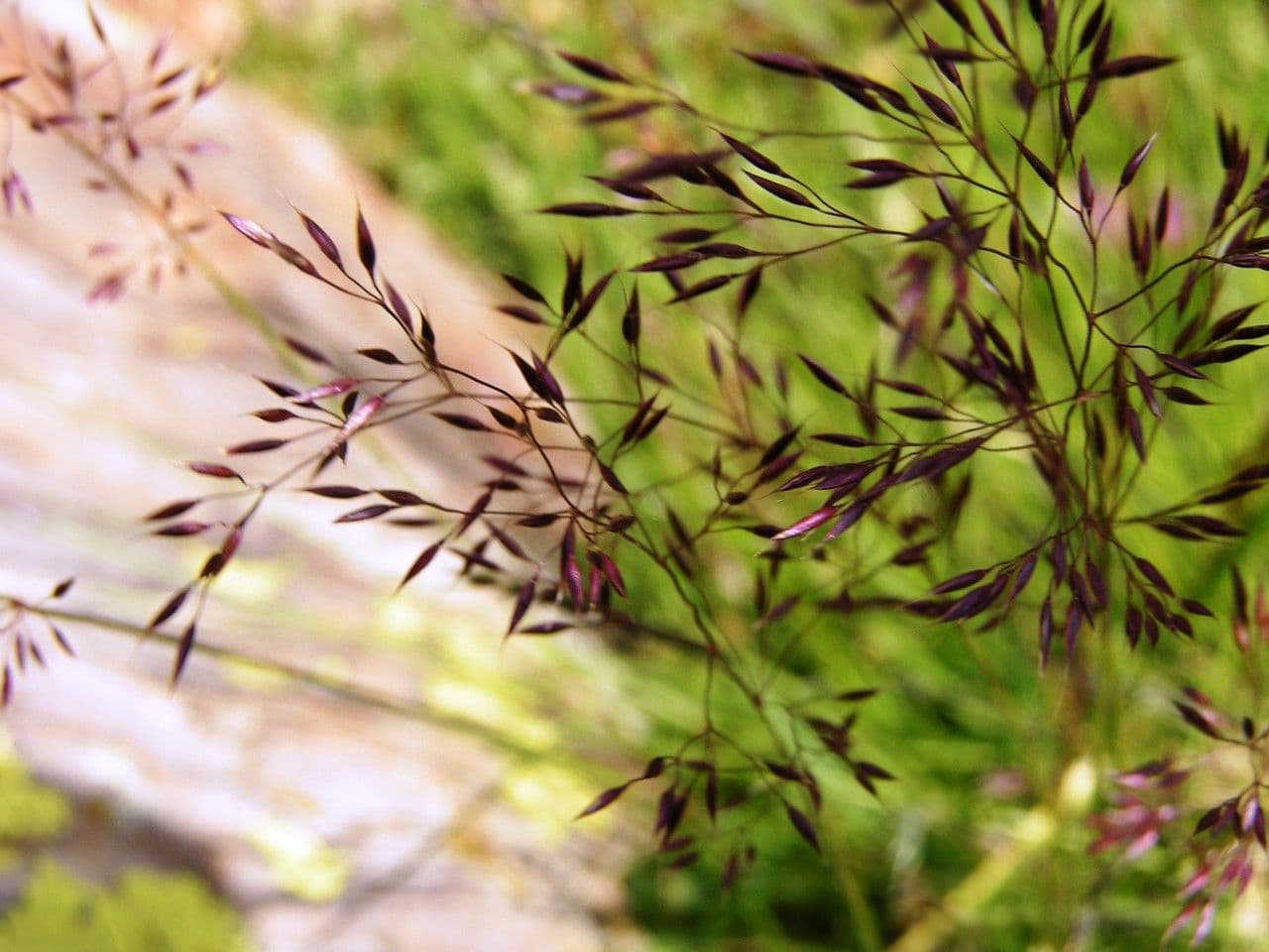 Calamagrostis villosa mit feinen silberweiben Federn