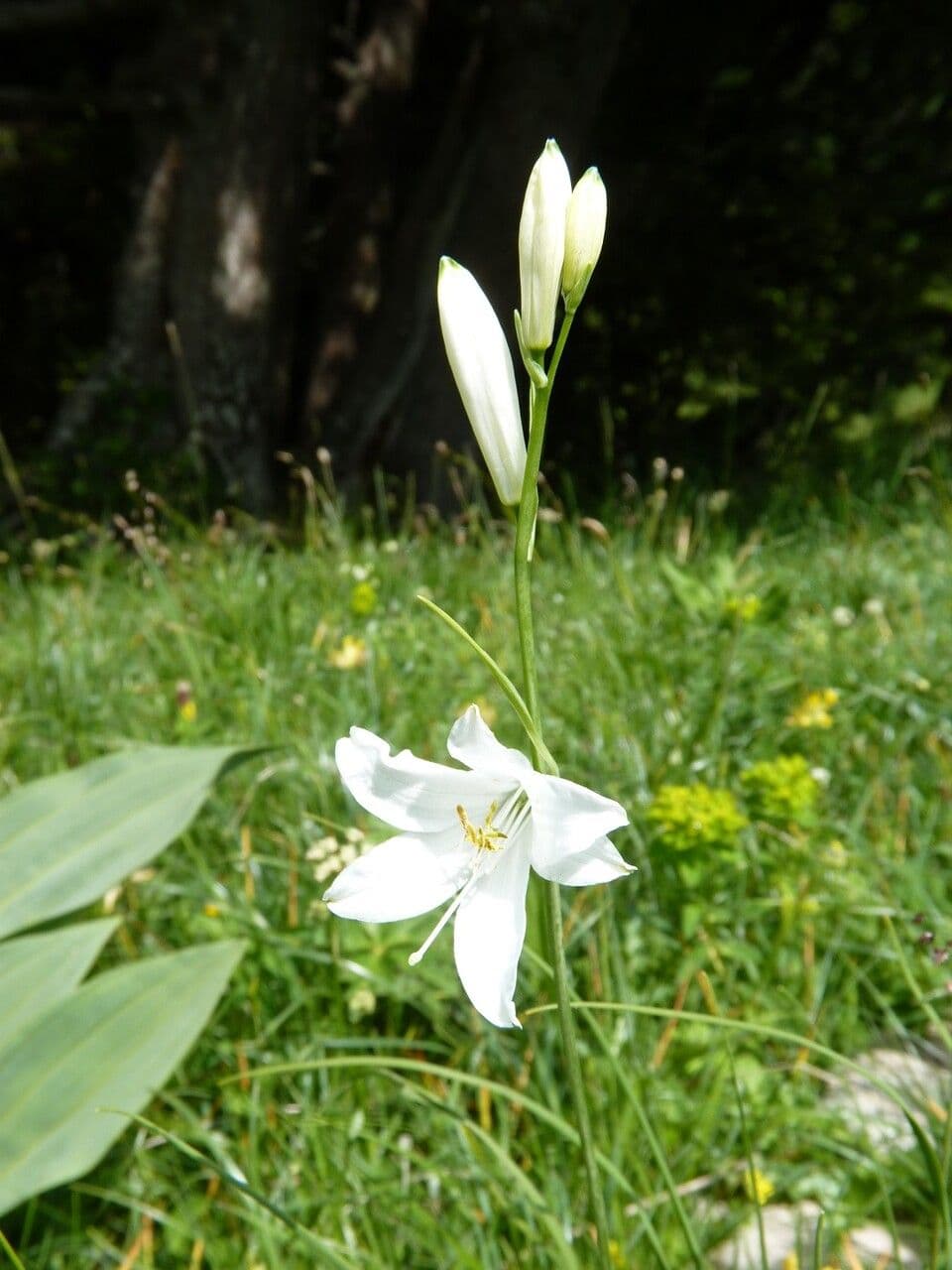Fleurs blanches de Paradisea liliastrum