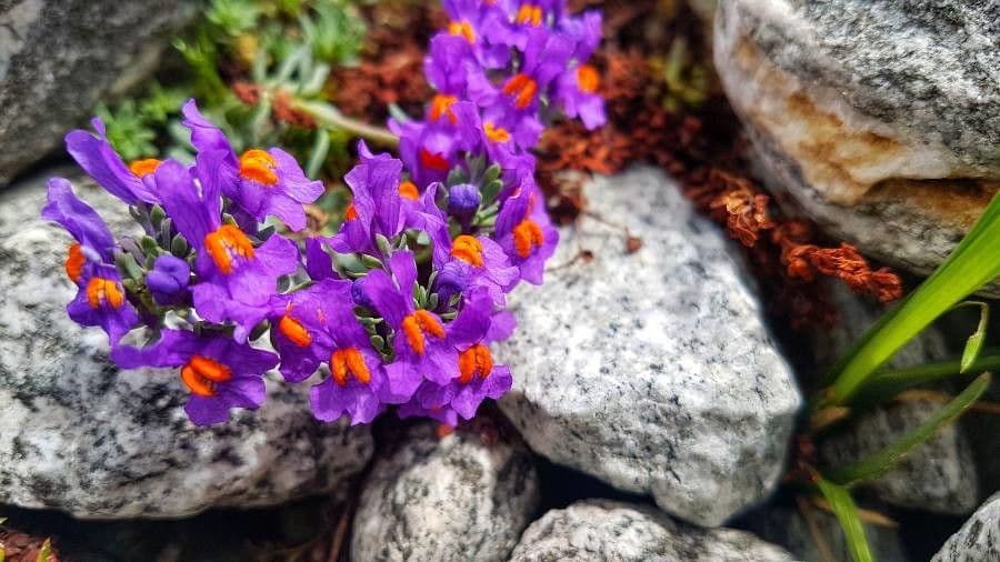 Alpenleeuwenbek bloemen